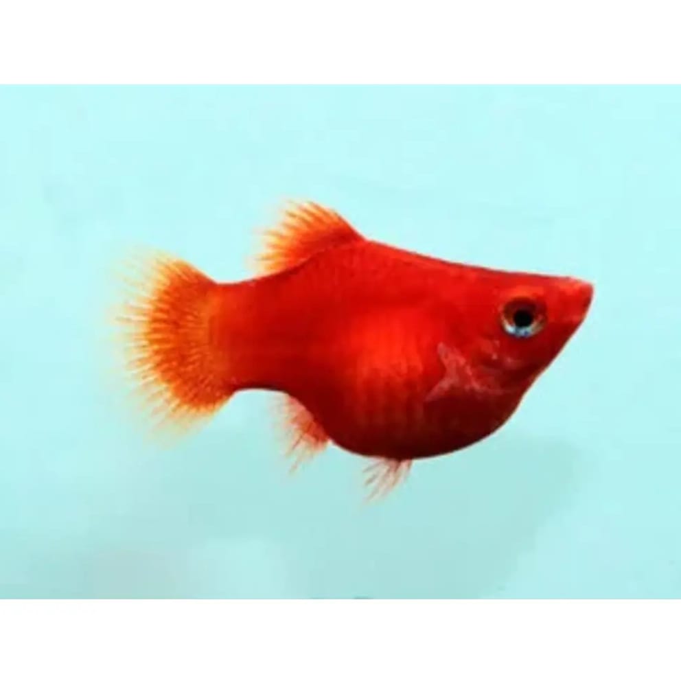 Ballon red platy