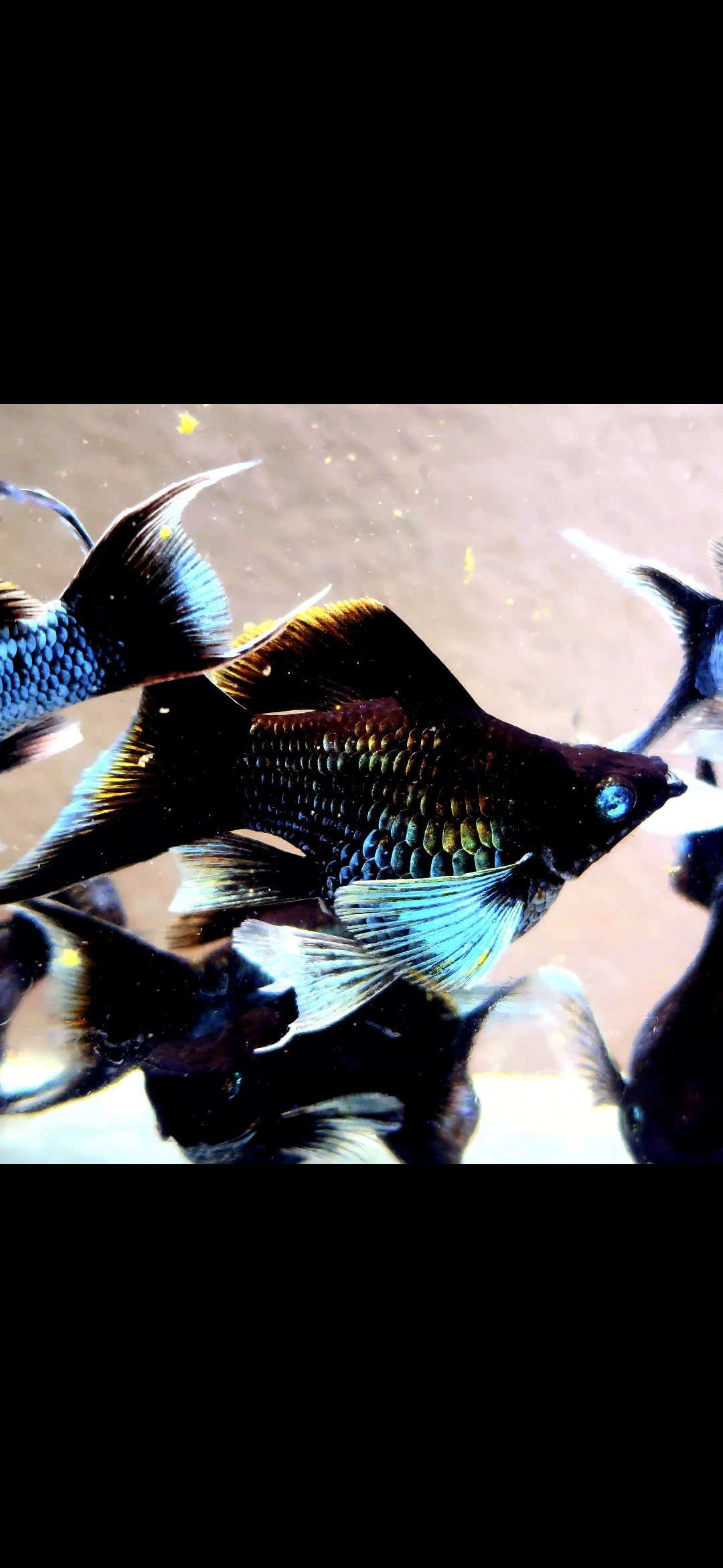 Crystel eye Electric blue ballon moontail molly 