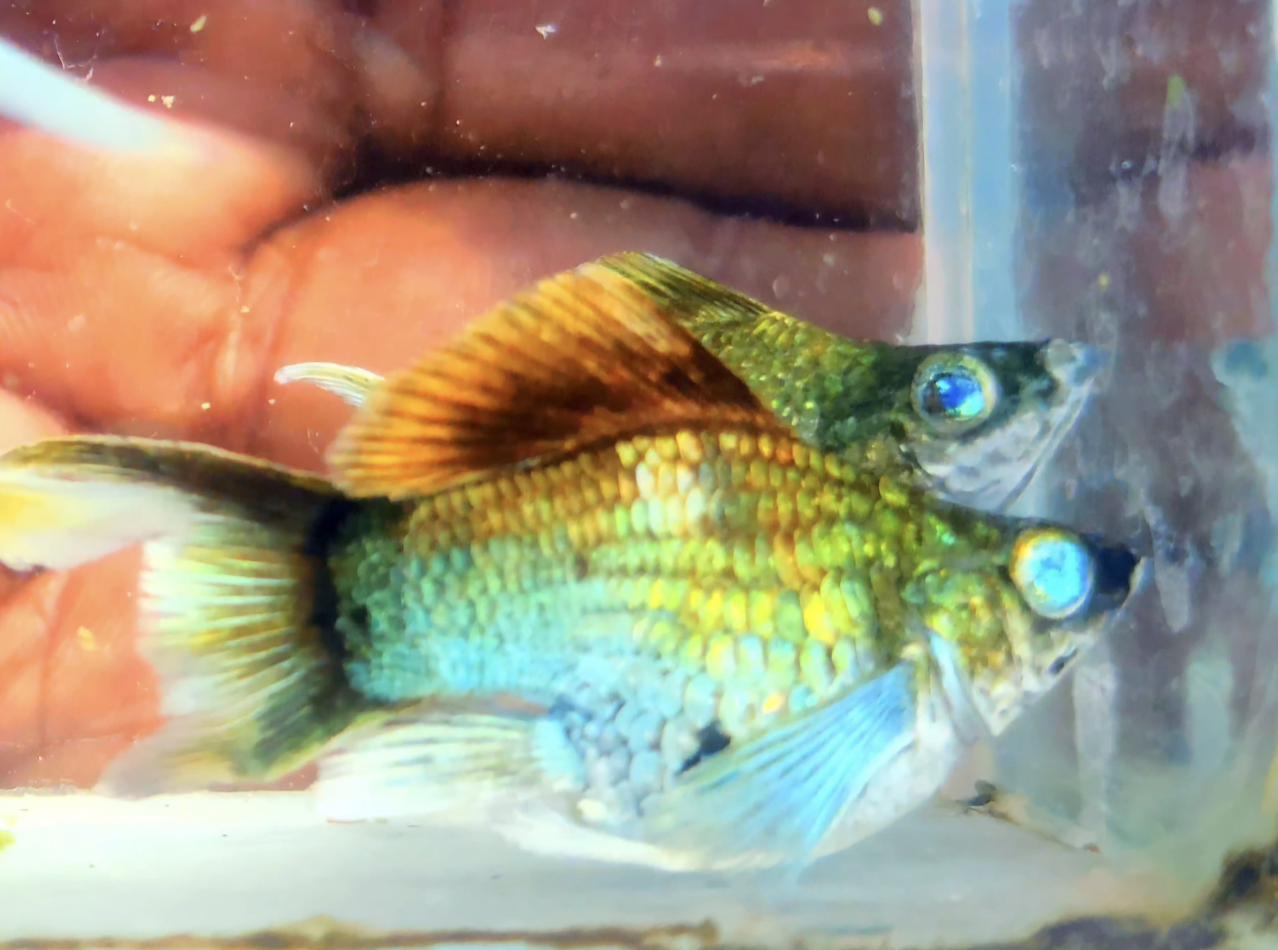 electric green molly round tail 