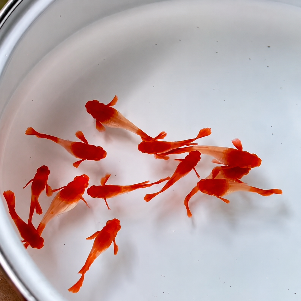 Red ear koi - Premium Guppies for sale online at NeoBlue