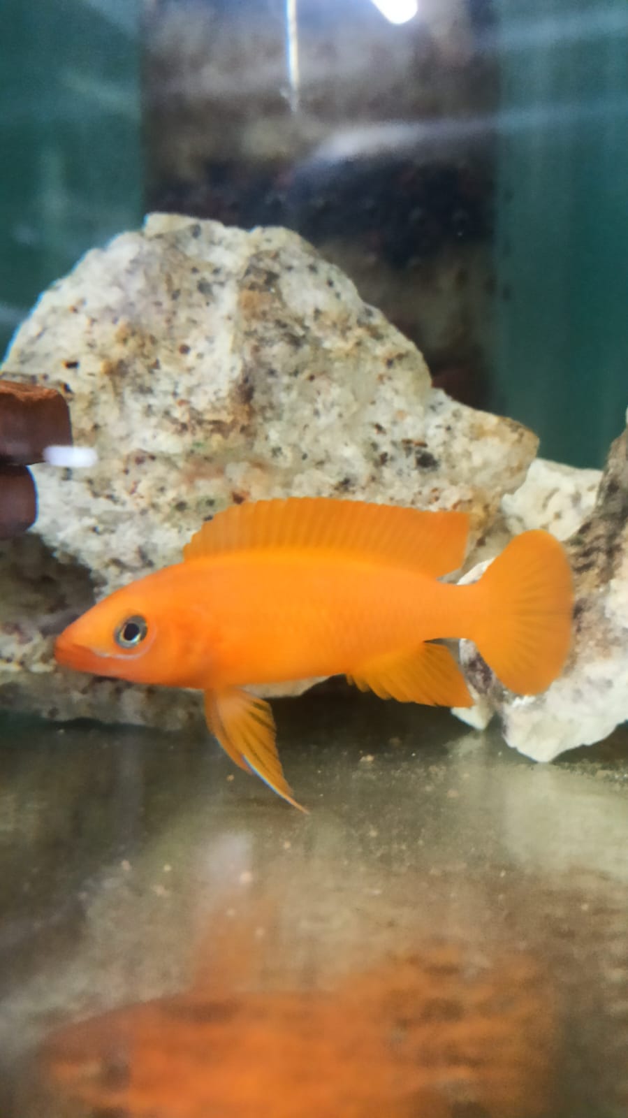 Lelupi (Neolamprologus leloupi) - Premium Dwarf Cichlid for sale online at NeoBlue