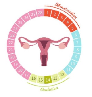 Foods That Increase Prolactin 3 Menstrual Cycle Regulation