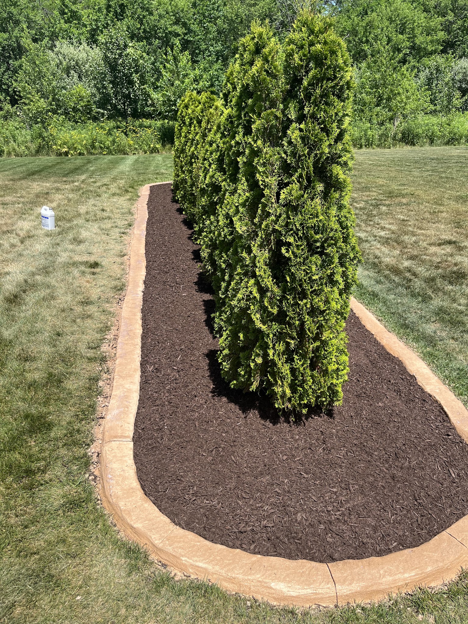 Evergreen shrub shaped and pruned with clean bed edging in Champaign-Urbana, IL