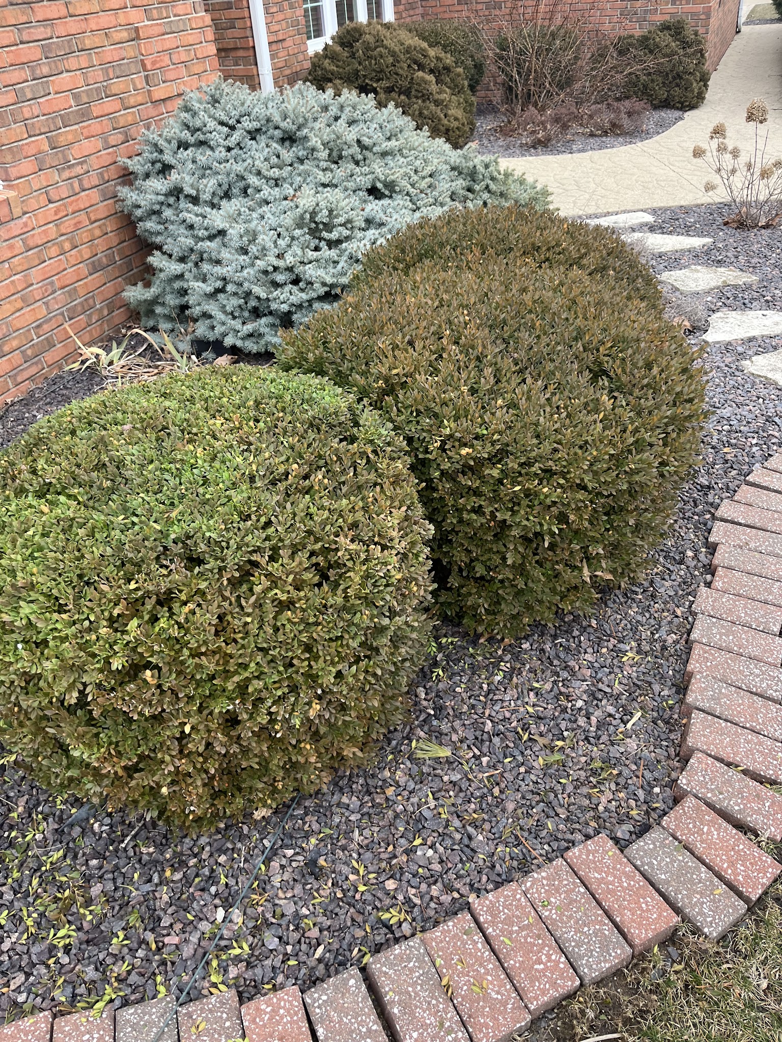 Trimmed round boxwood shrubs in a landscaped bed in Urbana, IL
