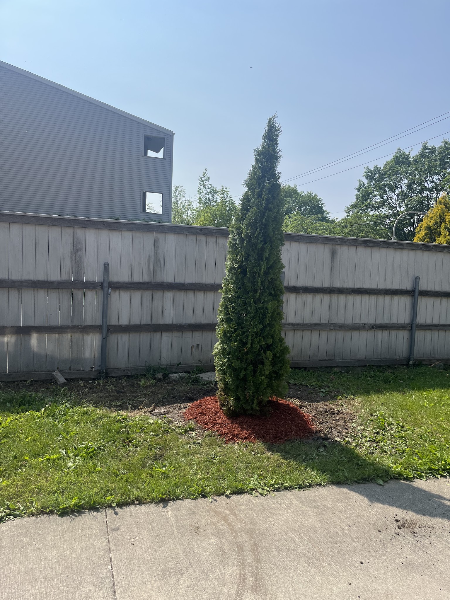 Row of arborvitae privacy evergreens along a fresh mulch bed in Urbana, IL