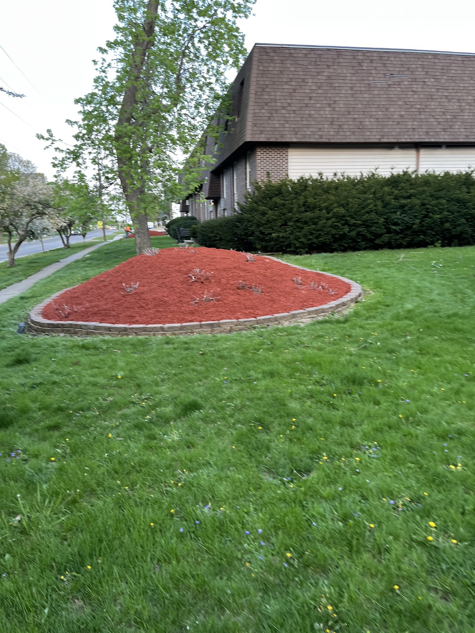 Red mulch island bed shaped into a green lawn in Urbana, IL