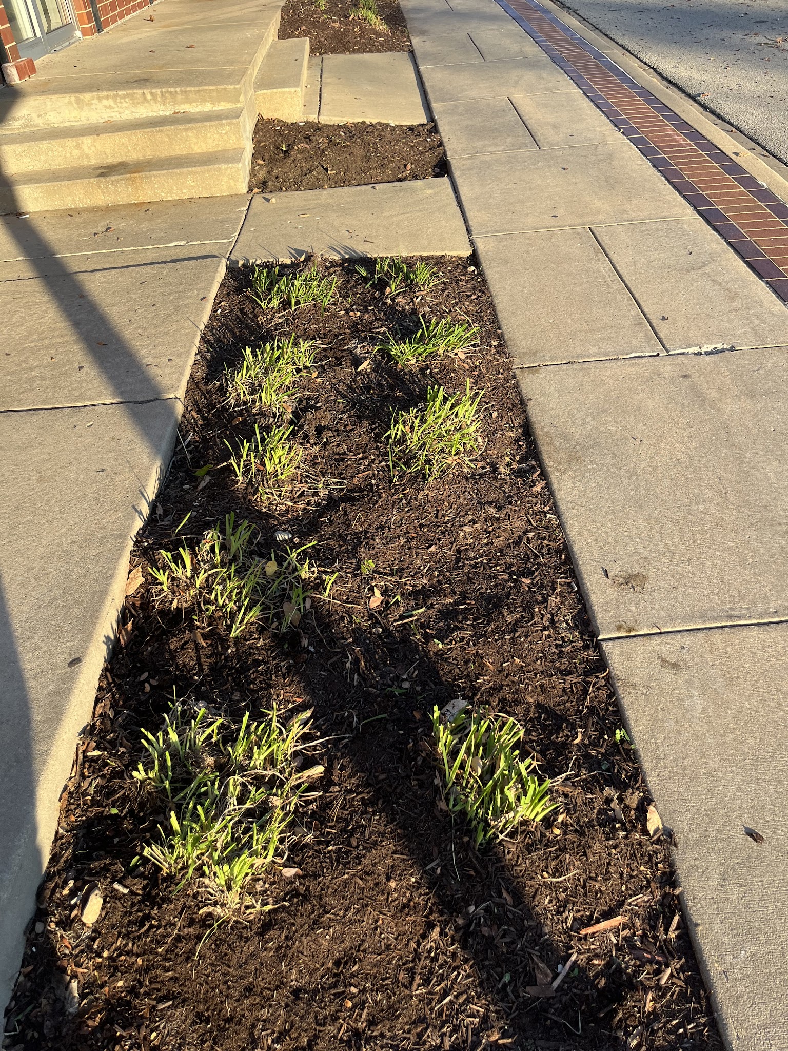Fresh dark mulch installed along a walkway bed in Urbana, IL