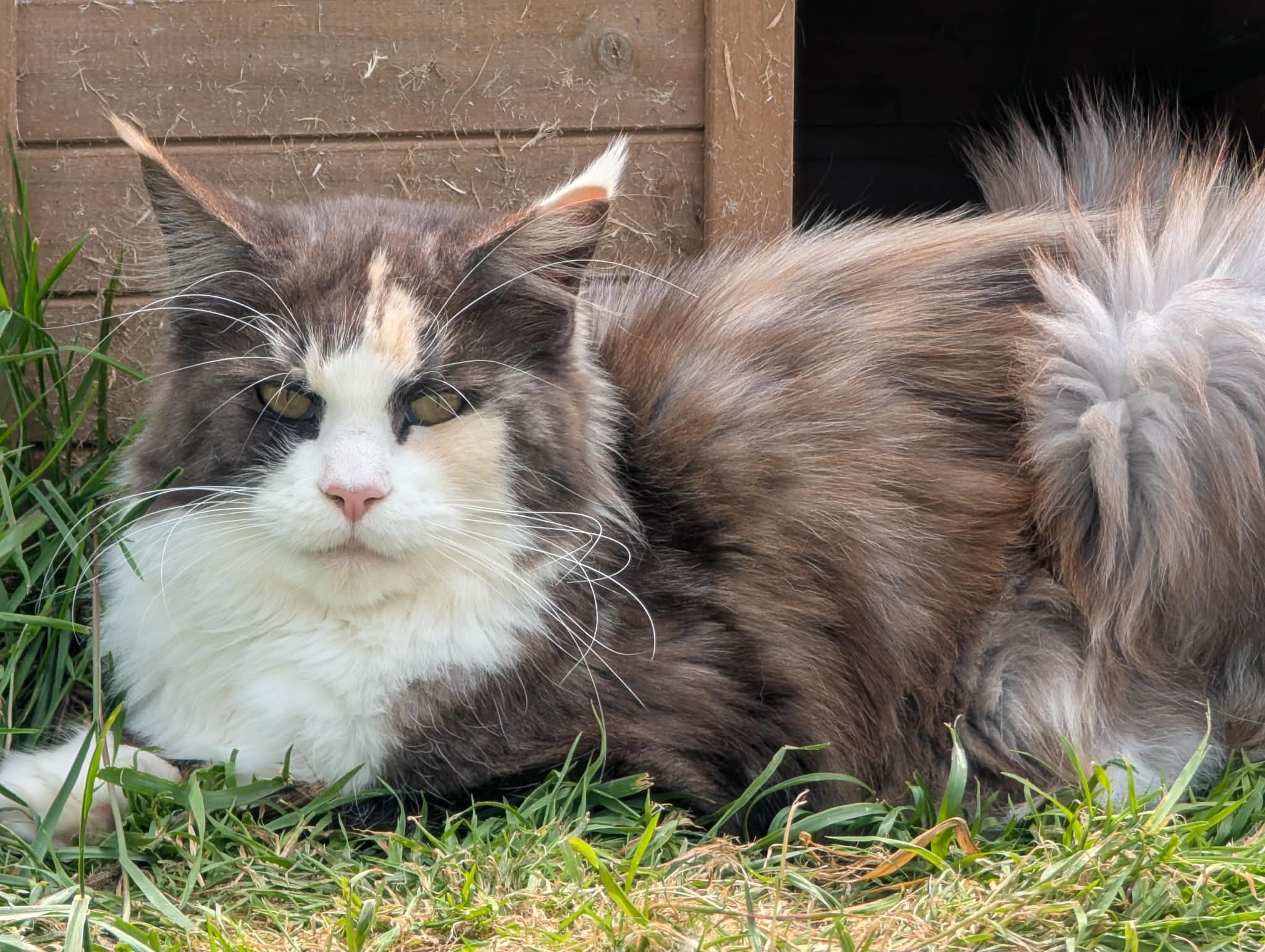 Photo de Umy, Maine Coon femelle reproducteur