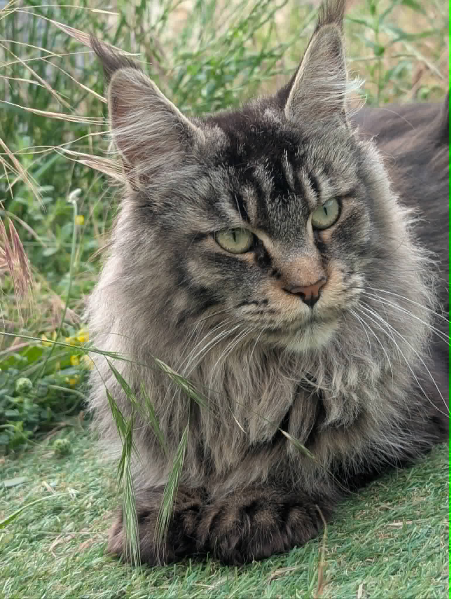 Photo de Salameche, Maine Coon femelle reproducteur