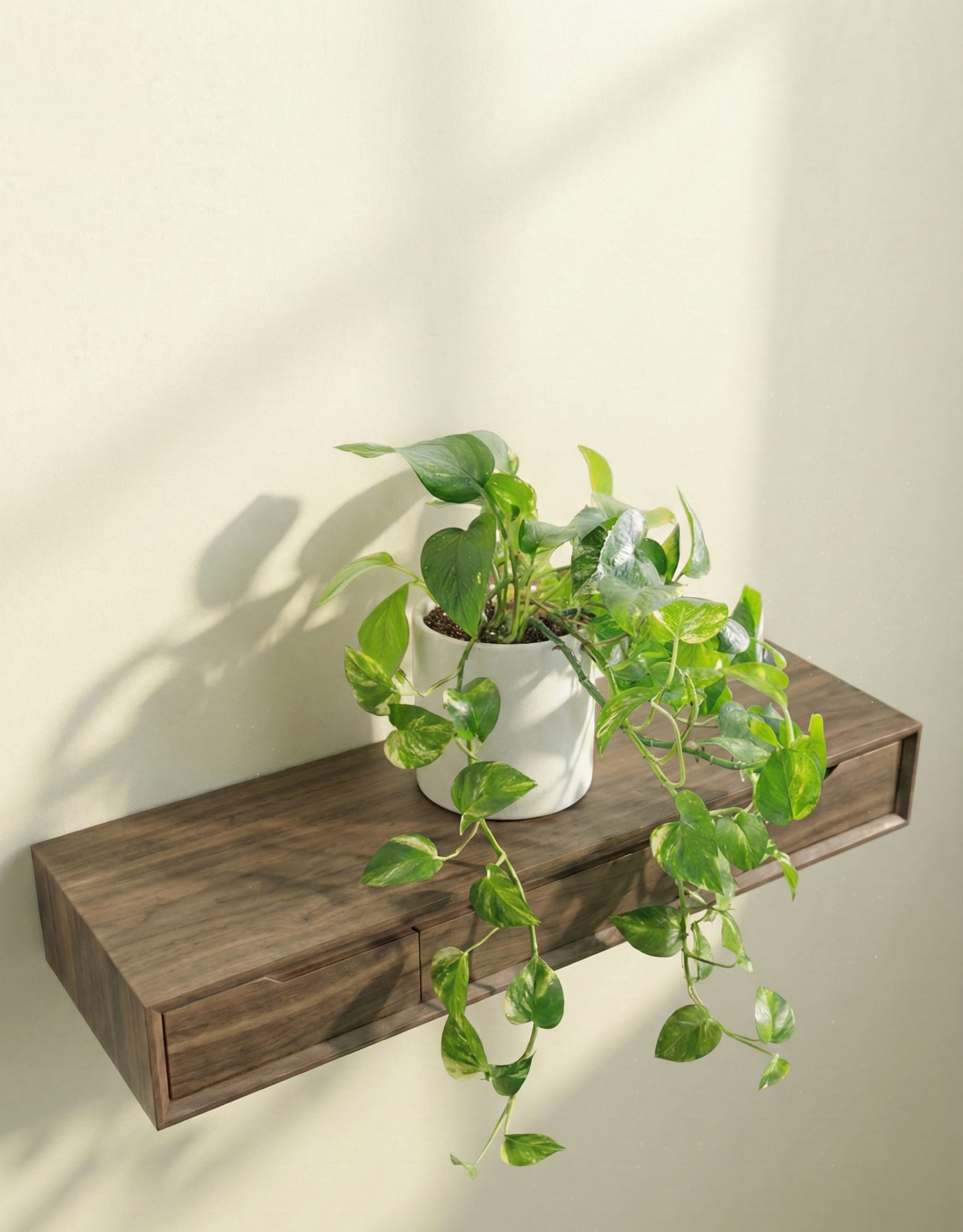 نبتة بوتس بيكتوس تريبي بوعاء سيراميك