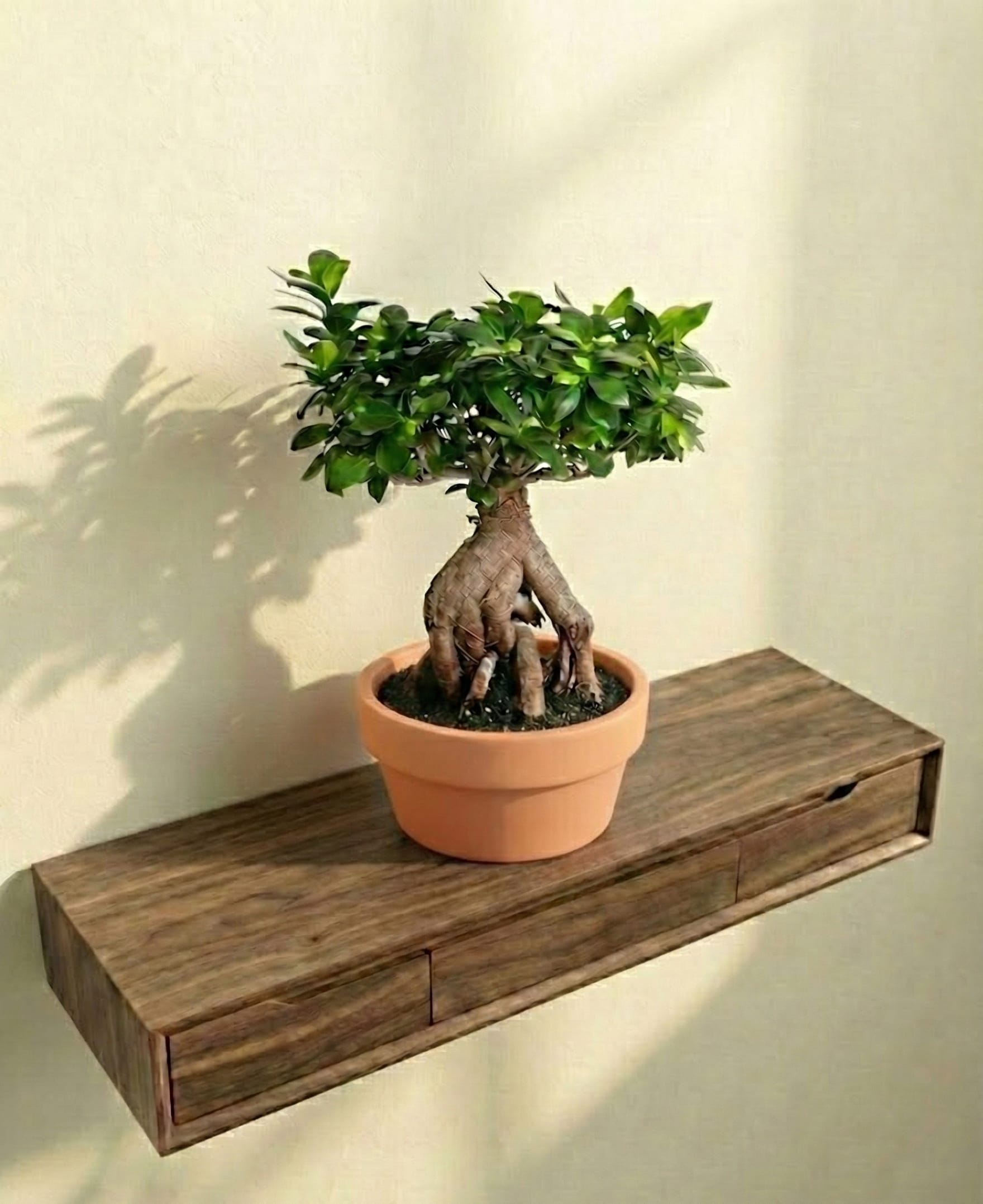 نبتة بونساي طبيعية