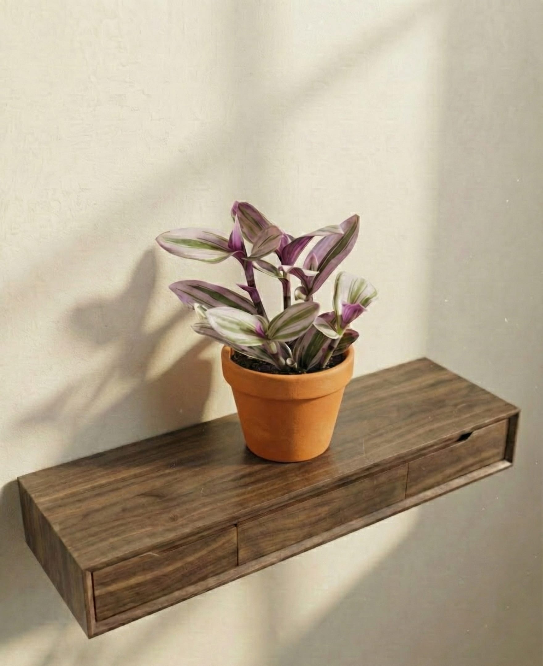 نبتة ترادسكانتيا داخلية في أصيص فخار