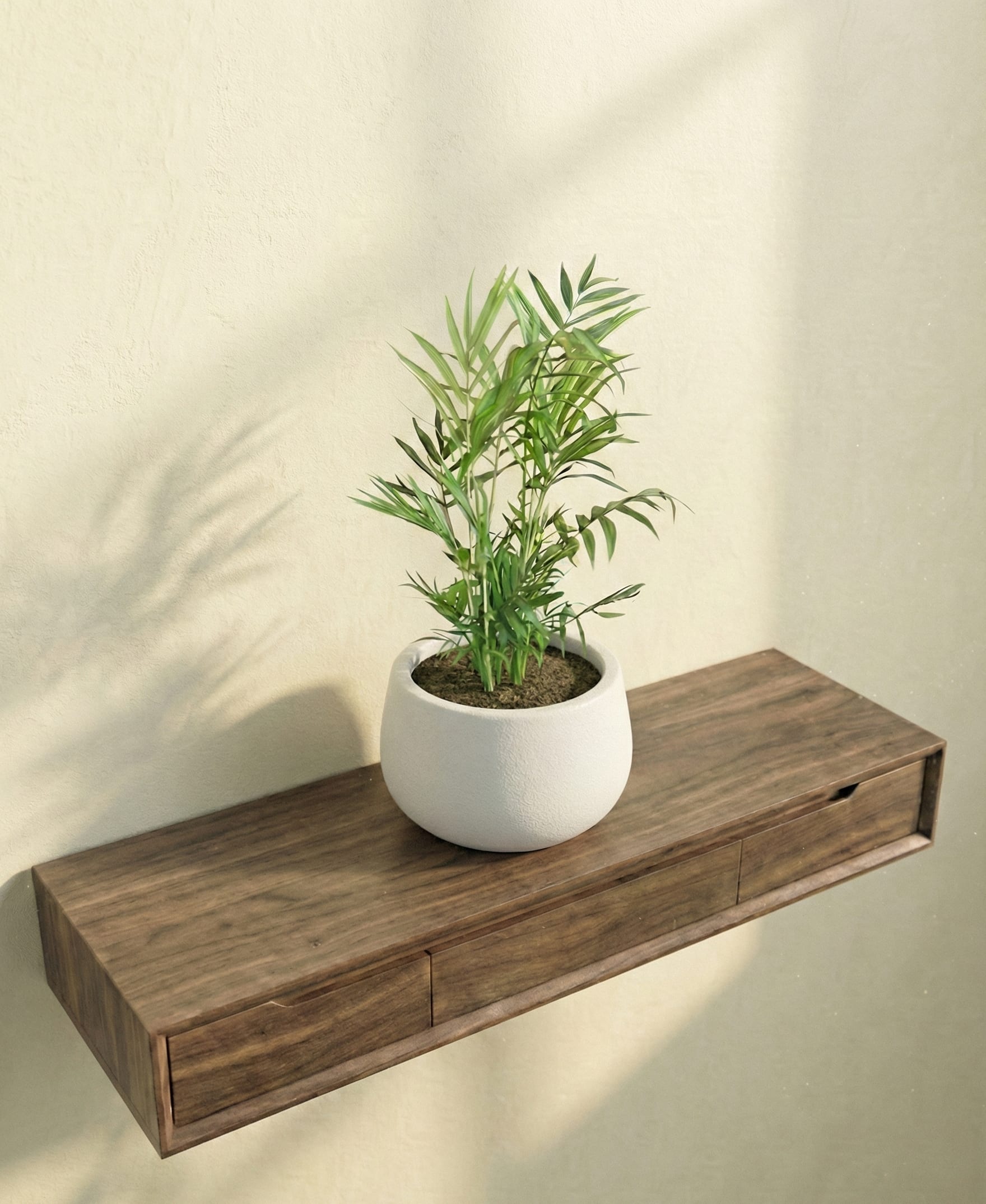 نبتة تشامادوريا إليجانس نخلة الردهات