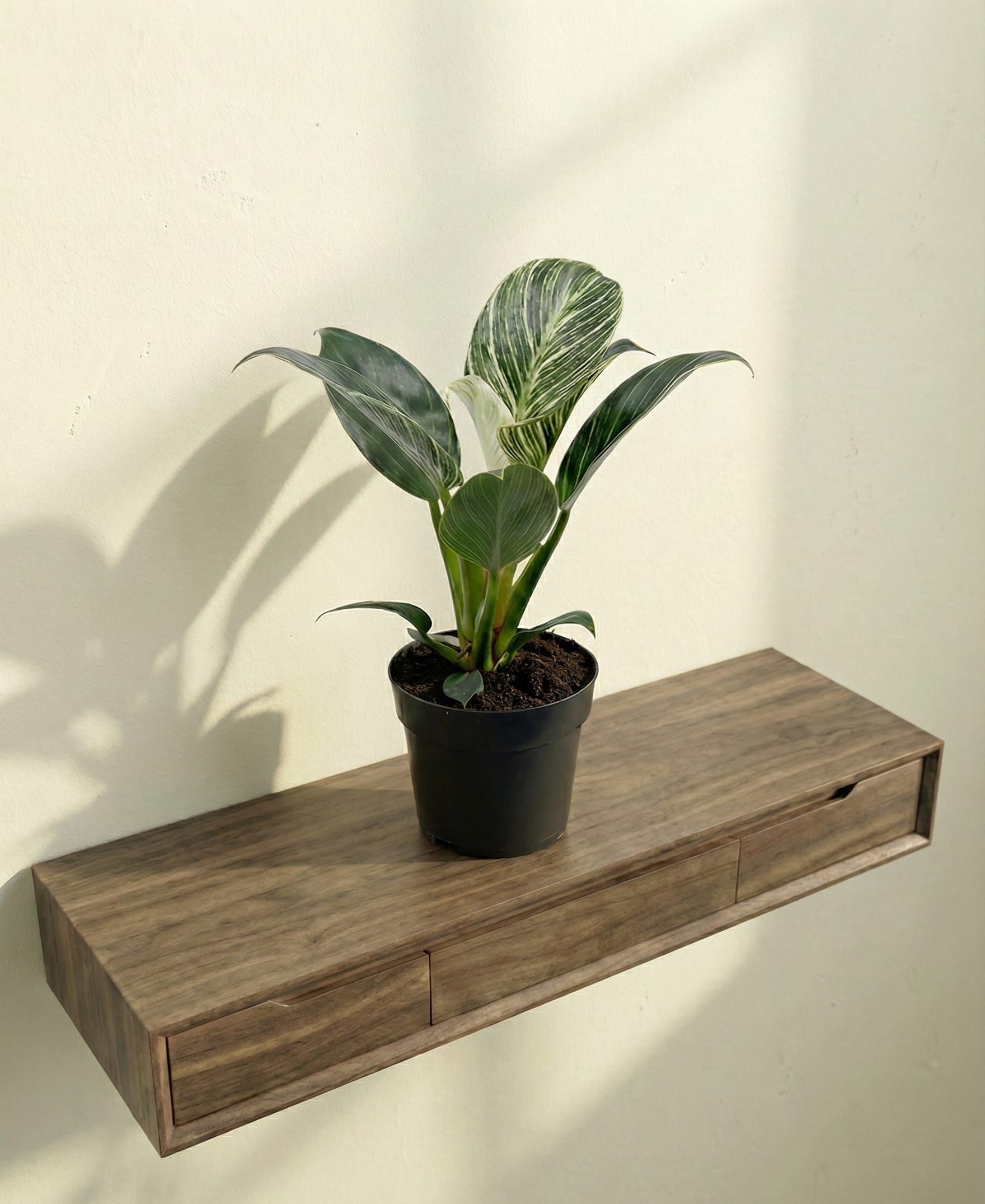 نبتة فيلوديندرون بيركين الطبيعية الجذابة