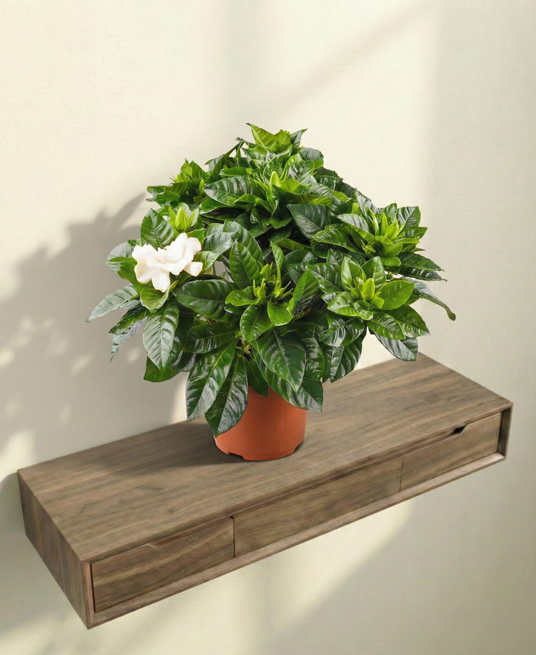 نبتة جاردينيا طبيعية بزهور عطرية