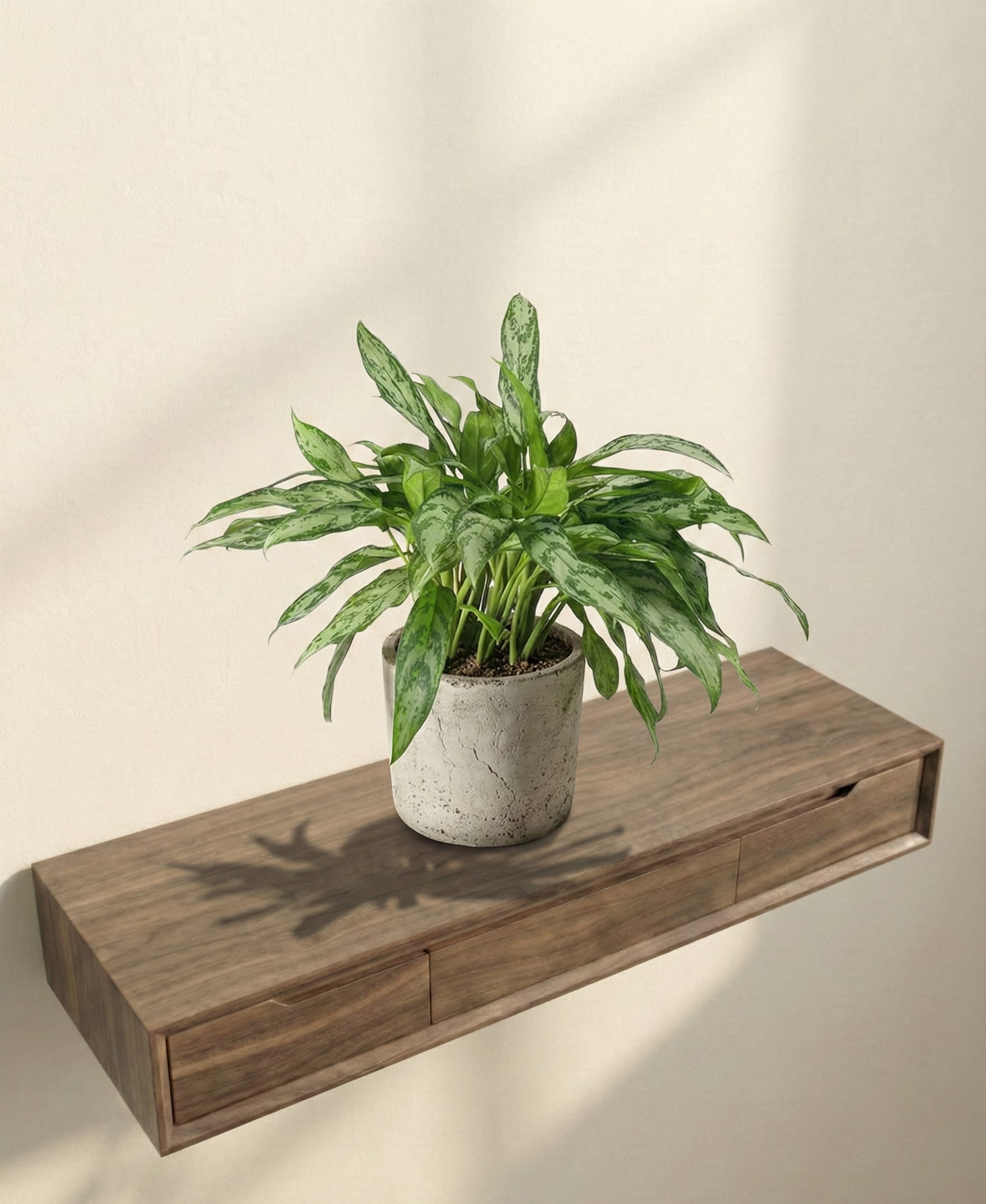 نبات الأجلونيما الفضي المموج الطبيعي