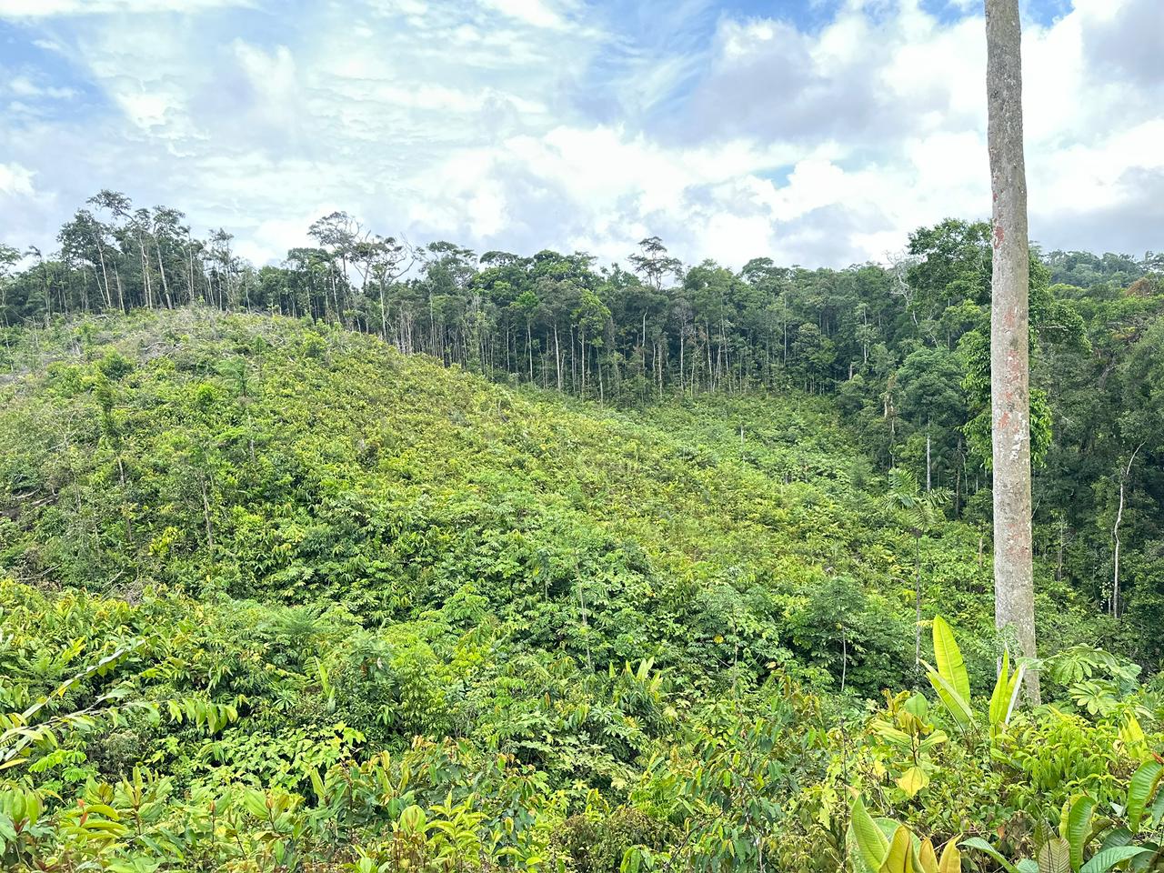 Se vende finca en Cartí 1