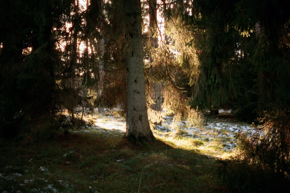 Joakim Hertze &mdash; Poserframes recreates the look of overscanned film for your digital photos &mdash; Get Halcyon Days, image 1