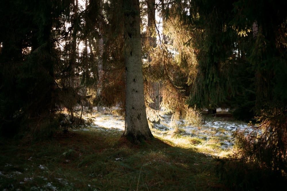 Joakim Hertze &mdash; Poserframes recreates the look of overscanned film for your digital photos &mdash; Get Halcyon Days, image 2