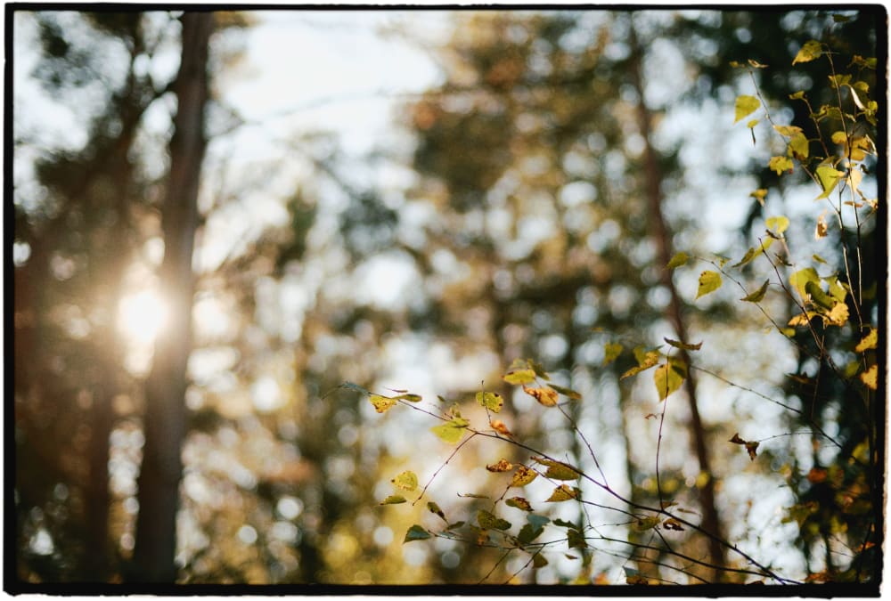 Joakim Hertze &mdash; Poserframes recreates the look of film scanned with borders &mdash; Documentation, image 18