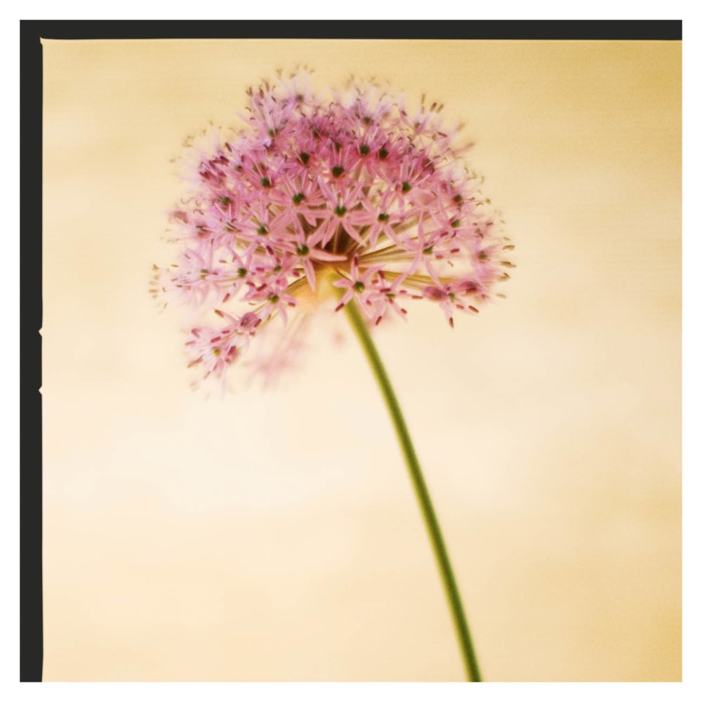 Joakim Hertze — Poserframes recreates the look of film scanned with borders — Start, image 24