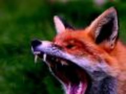 У лисы вирусологи Белгородской испытательной лаборатории выявили  бешенство