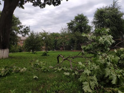 Поваленные деревья и отключение электричества: к чему привела непогода в Губкине