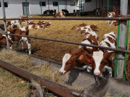 Губкинские фермеры смогут получить грантовую поддержку