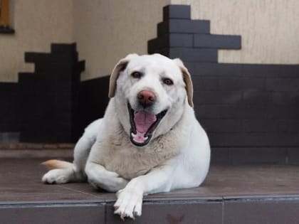 Известные белгородцы показали своих питомцев