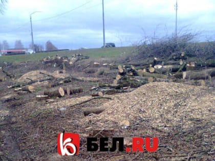 В Белгороде за «Метро» вырубают деревья на месте будущей заправки