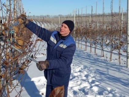 Новооскольские садоводы приступили к зимним агротехническим работам