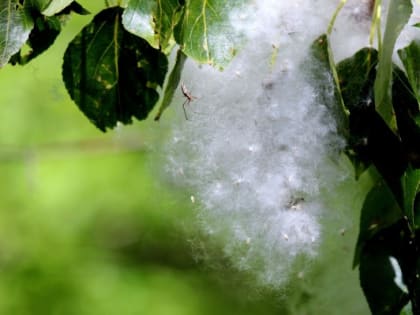 МЧС напомнило губкинцам о противопожарной безопасности в период цветения тополей