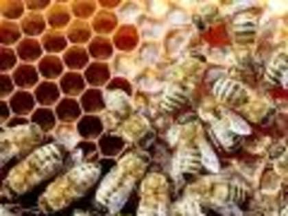 Новый метод диагностики заболеваний пчел освоили специалисты Белгородской испытательной лаборатории