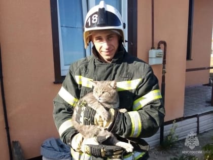 Спасение кота в Валуйках: необычное вмешательство пожарных