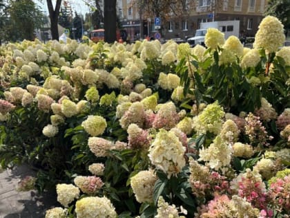 В Белгороде флористы и ландшафтные дизайнеры приступили к монтажу садов и сбору цветочных композиций