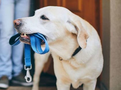 Президент РФ подписал закон, запрещающий самовыгул животных вне отведенных для этого мест