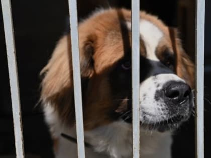 Хозяев животных, потерявшихся в приграничье Белгородской области, будут искать через соцсети