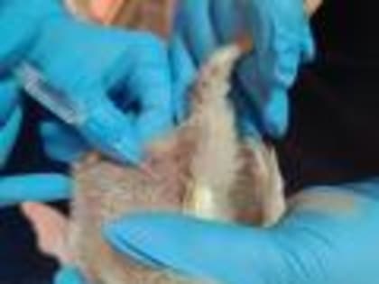 В Белгородской испытательной лаборатории  завершили  очередное  исследование эффективности нового ветеринарного препарата