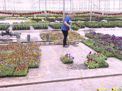 В теплицах Белгорблагоустройства выращивают цветы для парков и улиц Белгорода