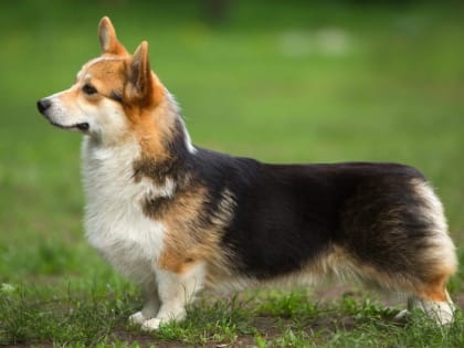 В Белгороде пройдёт благотворительный фестиваль «Моё собачье дело»