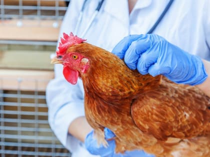 Внимание птичий грипп