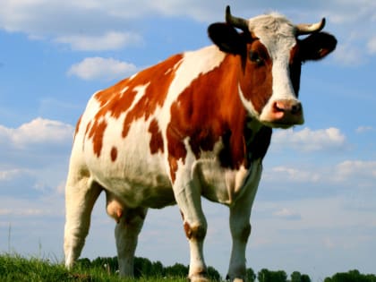 В двух районах Белгородчины ввели карантин из-за лейкоза у коров