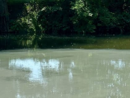 Росприроднадзор выясняет причину замора рыбы на реке Оскол