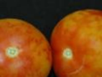 В томатах  специалисты Тамбовского отдела карантина растений Белгородской испытательной лаборатории обнаружили  вирус мозаики пепино