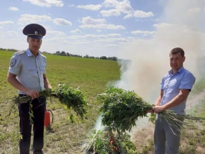 На территории Ракитянского района проводятся мероприятия по выявлению и уничтожению дикорастущих и незаконных посевов наркосодержащих растений