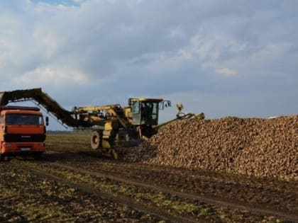 Волоконовские аграрии накопали 176 тонн сахарной свеклы