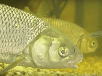 В реки Белгородской области вернётся вырезуб