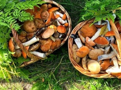Роспотребнадзор напомнил губкинцам правила профилактики отравления грибами