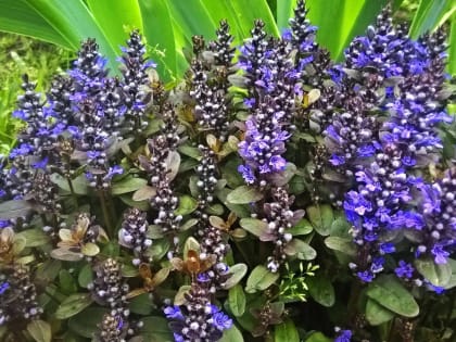 Главный озеленитель белгородских клумб «Ландстрой» получит ещё 2,6 миллиона рублей