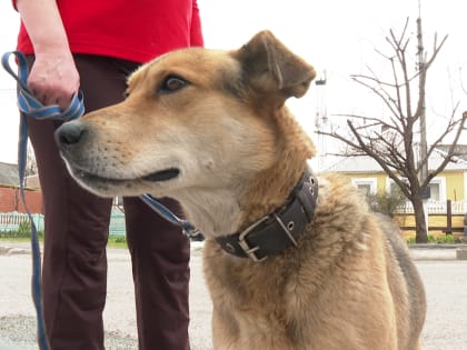 Белгородцам предлагают бесплатно вакцинировать питомцев от бешенства